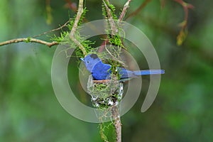 Hypothymis azurea Ã©Â»âÃ¦Å¾â¢Ã¨âÂÃ©Â¶Â²